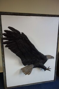 Antieke beelden Adelaar